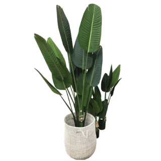 Cây giả cây chuối cảnh CAY1